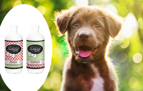Hundeshampoo & balsam