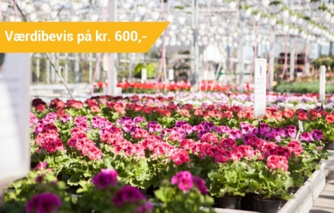 Fyld haven med blomster ✿