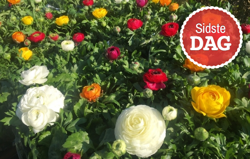Farverig blomsterglæde