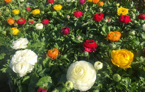 Farverig blomsterglæde