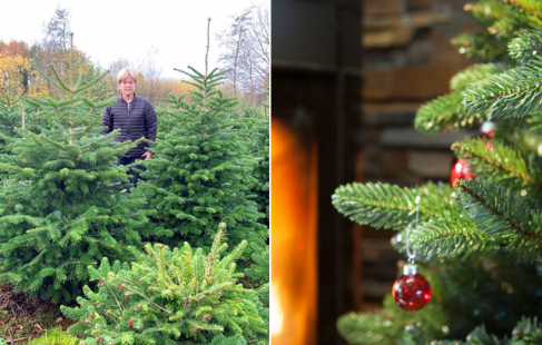 Danskproduceret juletræ